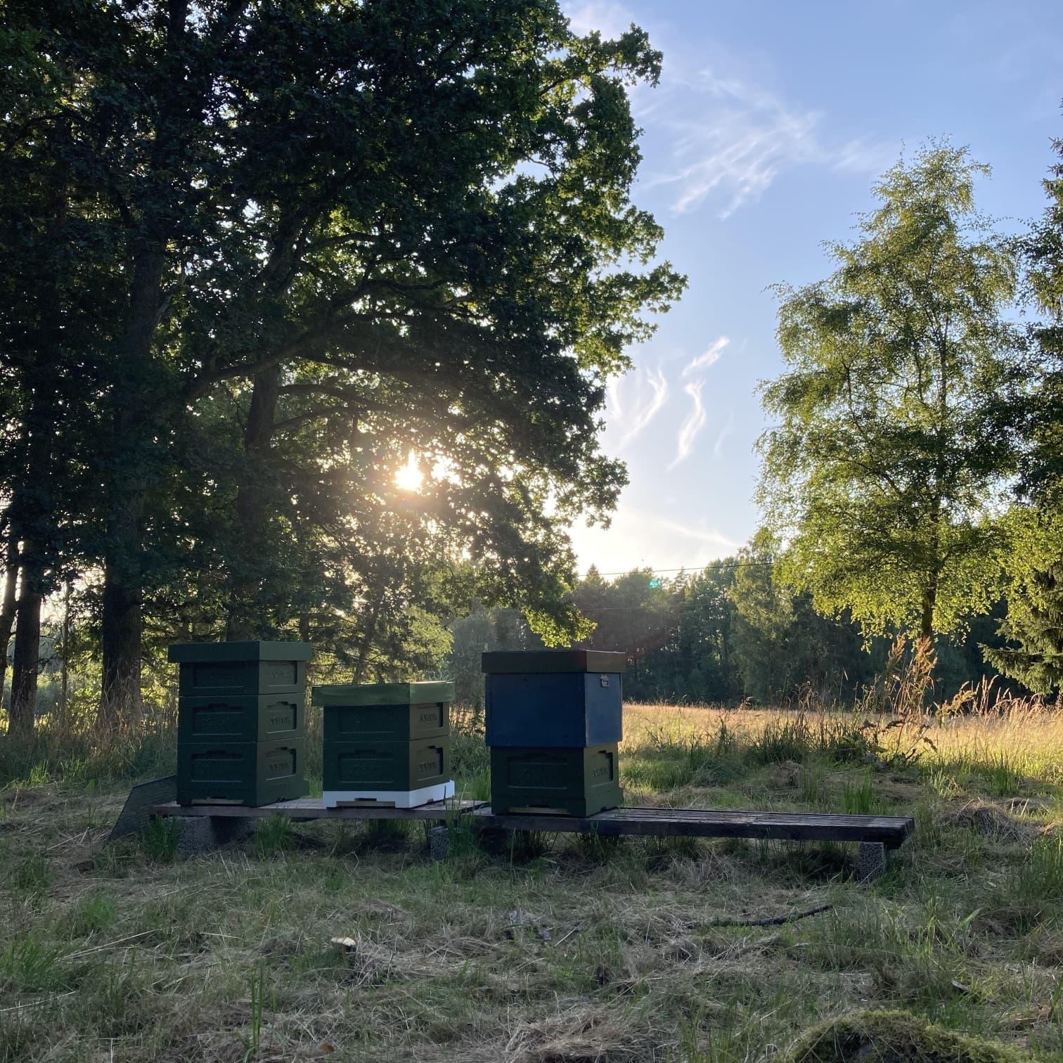 Bin och honung